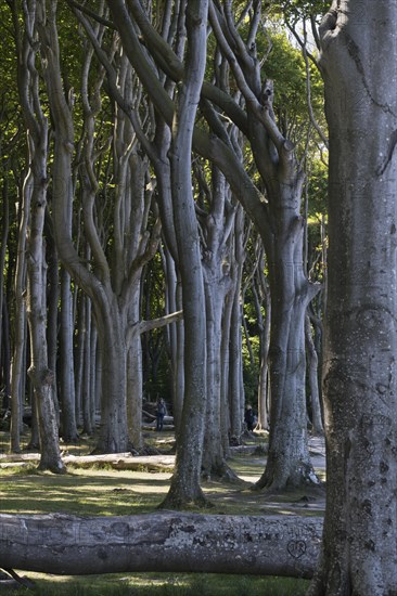 Beech forest