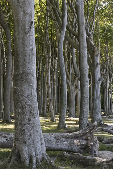 Beech forest