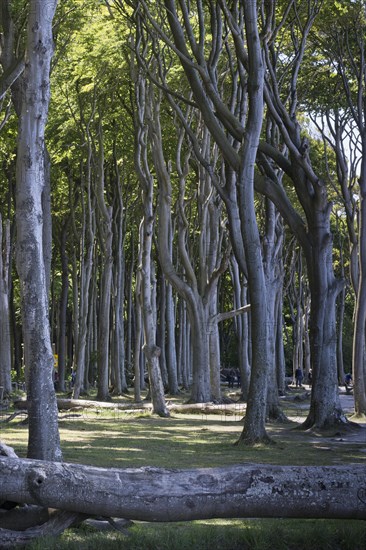 Beech forest