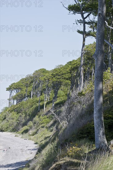 Beech forest