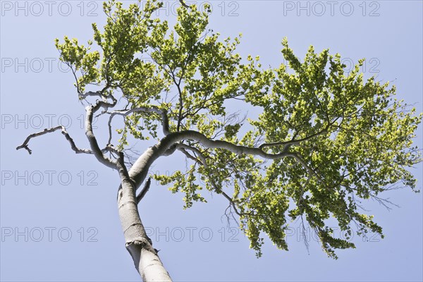 Beech forest