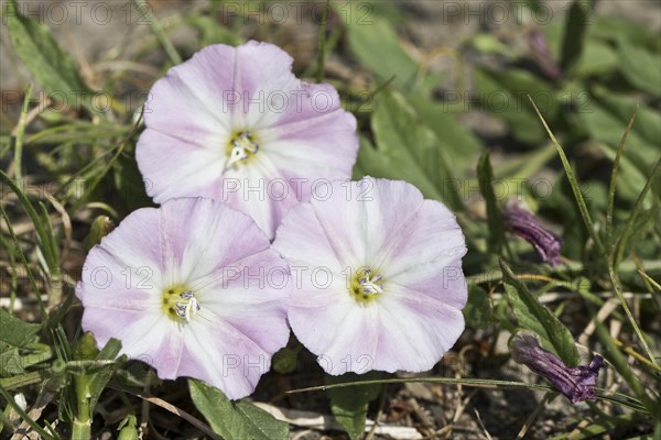 Field bindweed