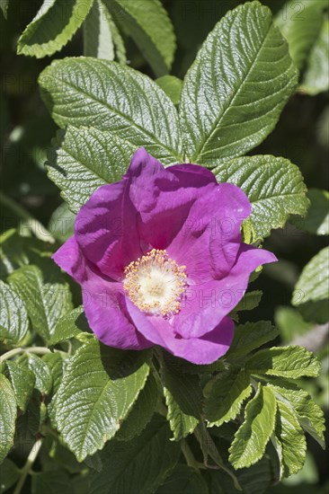 Potato rose