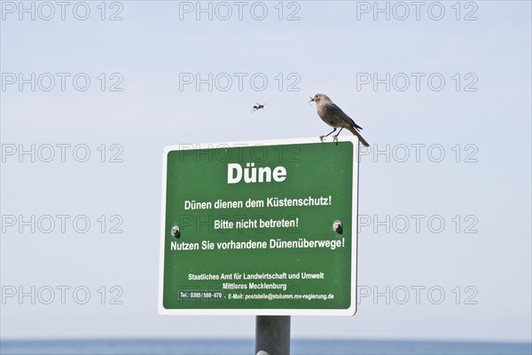 Black Redstart Phoenicopterus ochruros)