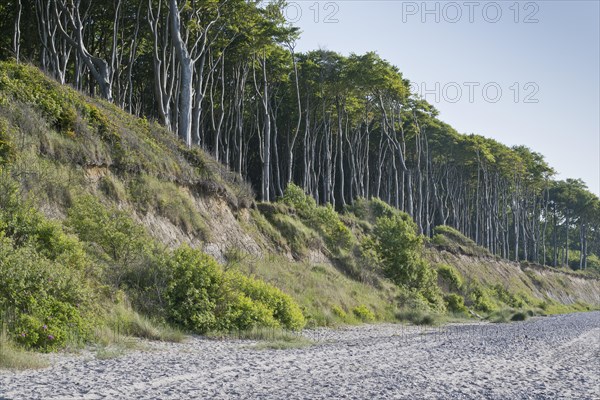 Beech forest