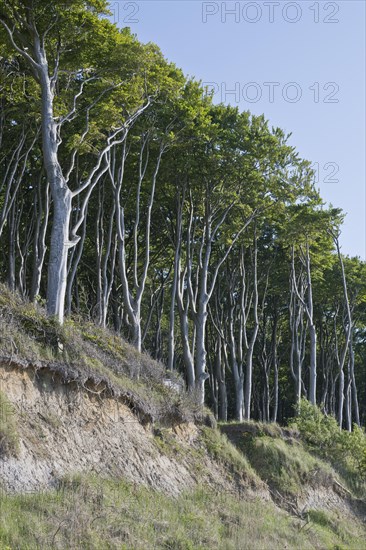 Beech forest