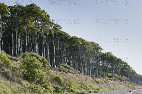 Beech forest