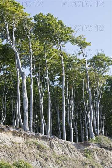 Beech forest