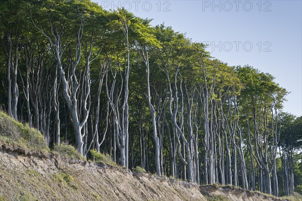 Beech forest