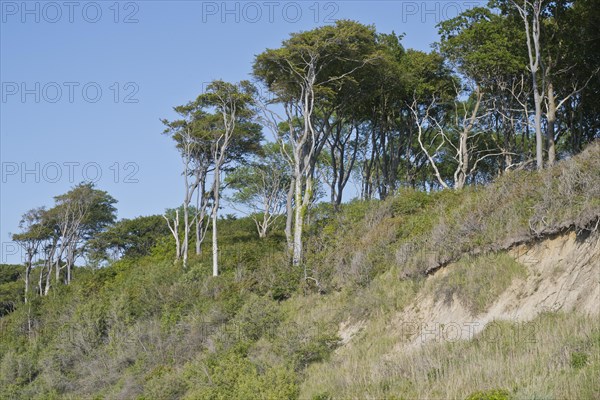 Beech forest