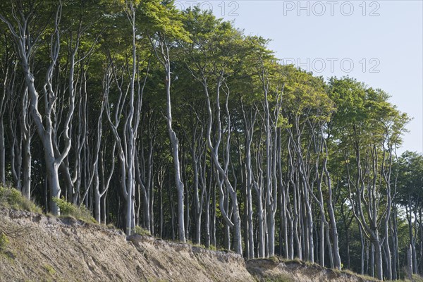 Beech forest