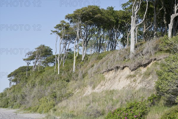 Beech forest