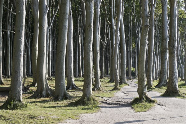 Beech forest