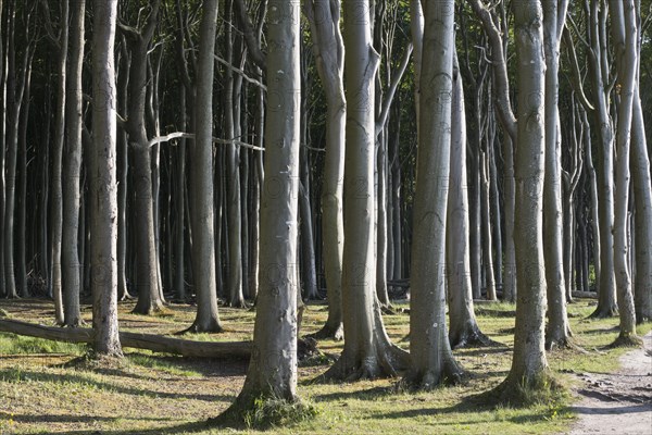 Beech forest