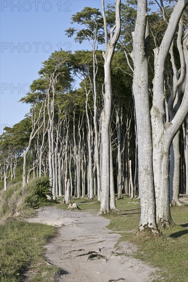 Beech forest