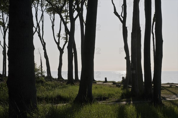 Beech forest