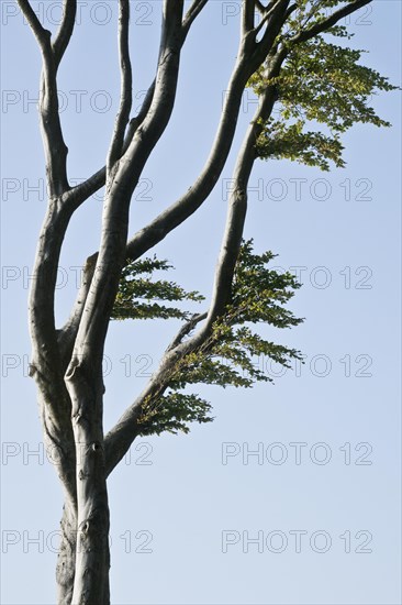 Beech forest