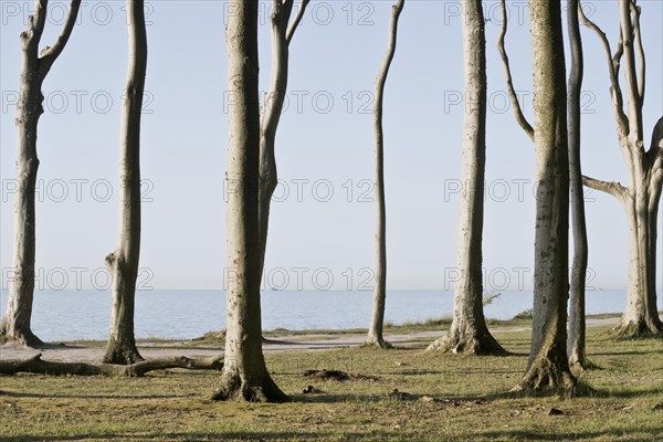 Beech forest