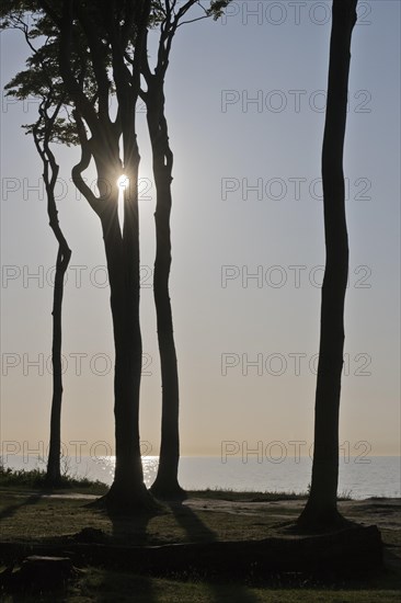 Beech forest