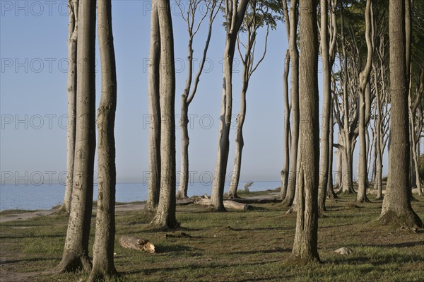 Beech forest