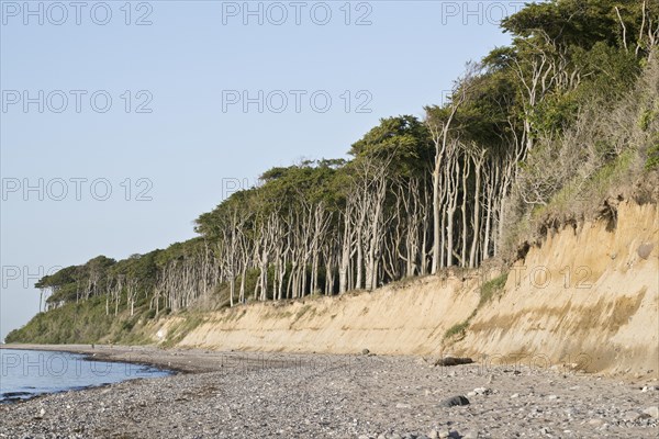 Beech forest