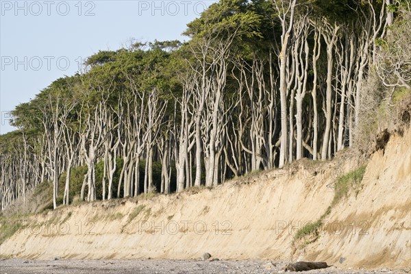 Beech forest