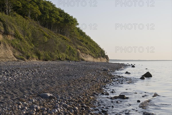 Beech forest