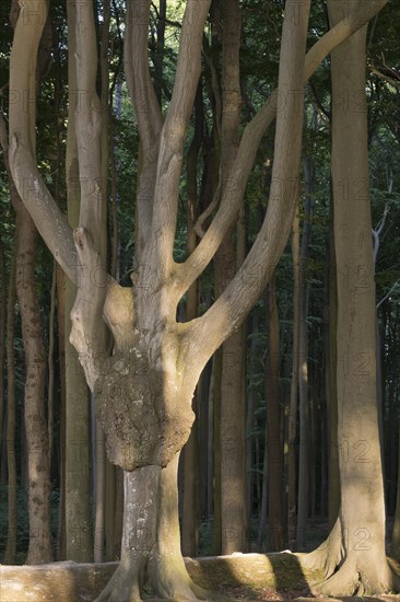 Beech forest