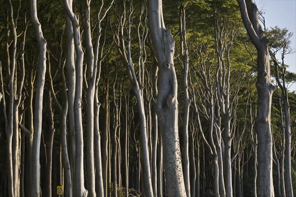 Beech forest