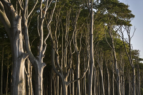 Beech forest