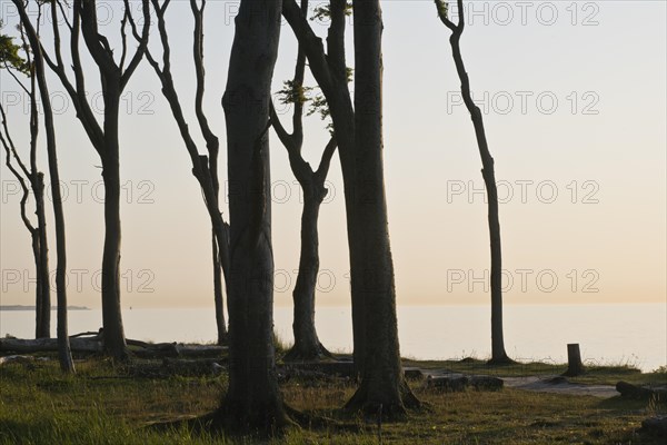 Beech forest