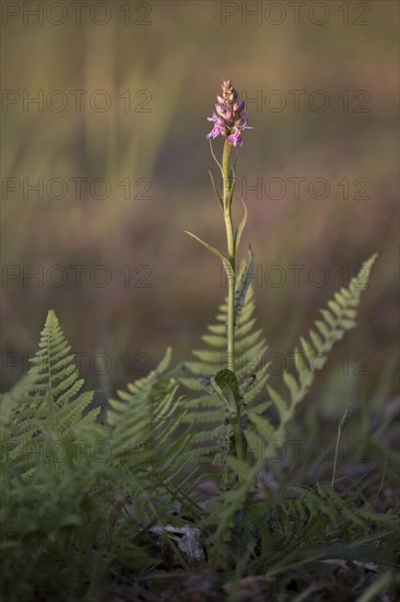 Moorland spotted orchid