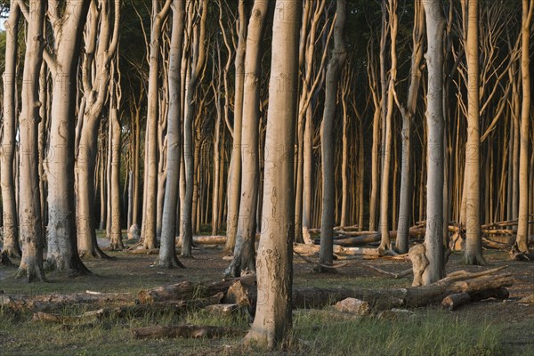 Beech forest