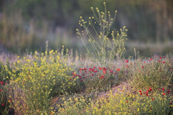 Poppy flowers