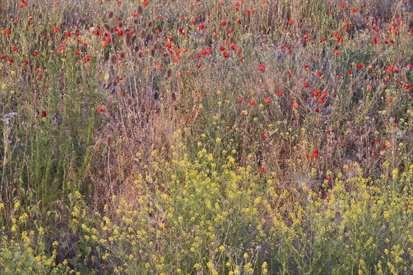 Poppy flowers