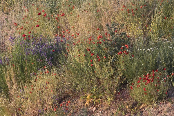 Poppy flowers