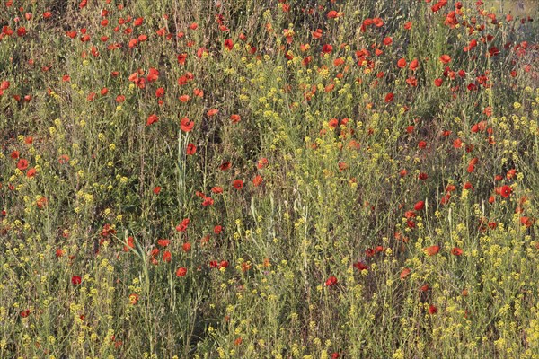 Poppy flowers