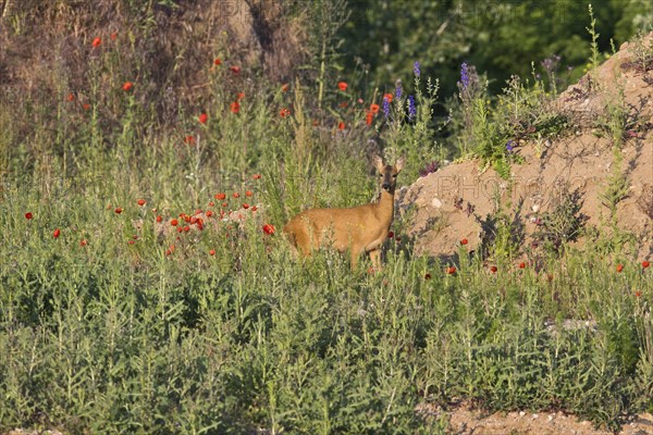 European roe deer