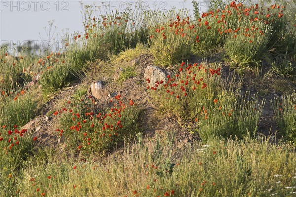 Poppy flowers