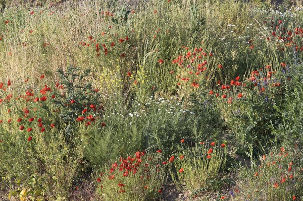 Poppy flowers