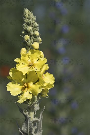 Dense-flowered mullein