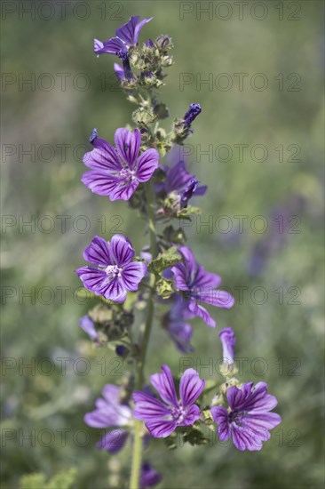 Common mallow