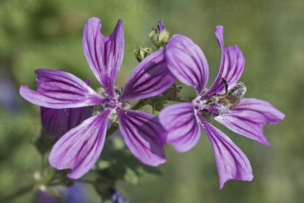 Common mallow