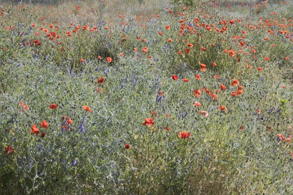 Poppy flowers