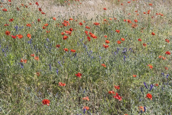 Poppy flowers