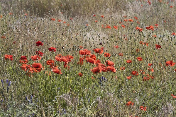 Poppy flowers