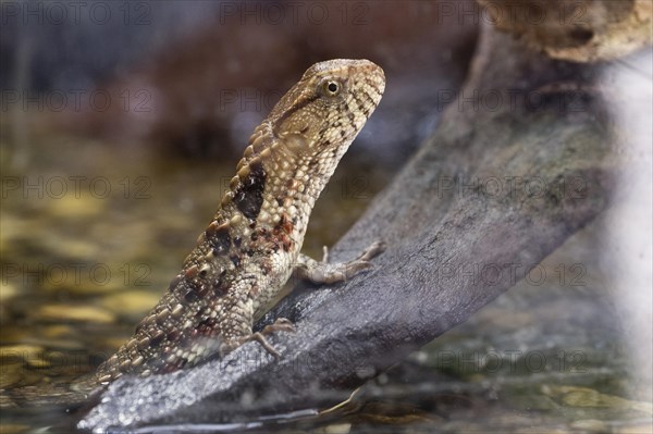 Chinese crocodile lizard