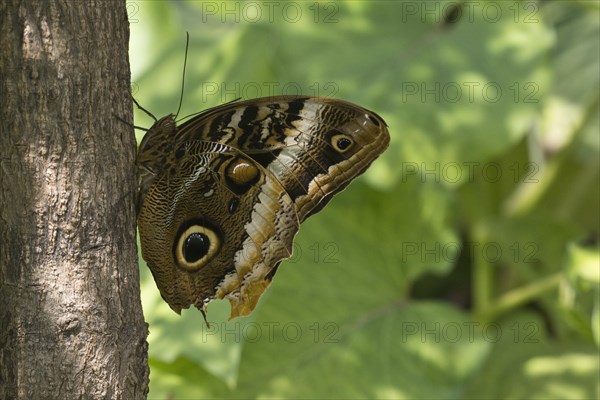 Owl butterfly