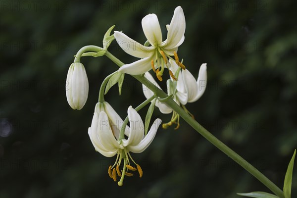 Martagon lily