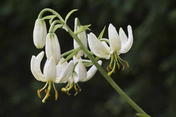 Martagon lily